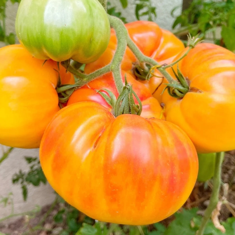 Greenhaus Gardening Tomato Seeds Fruity Low-Acid Tomato for Summer Salads