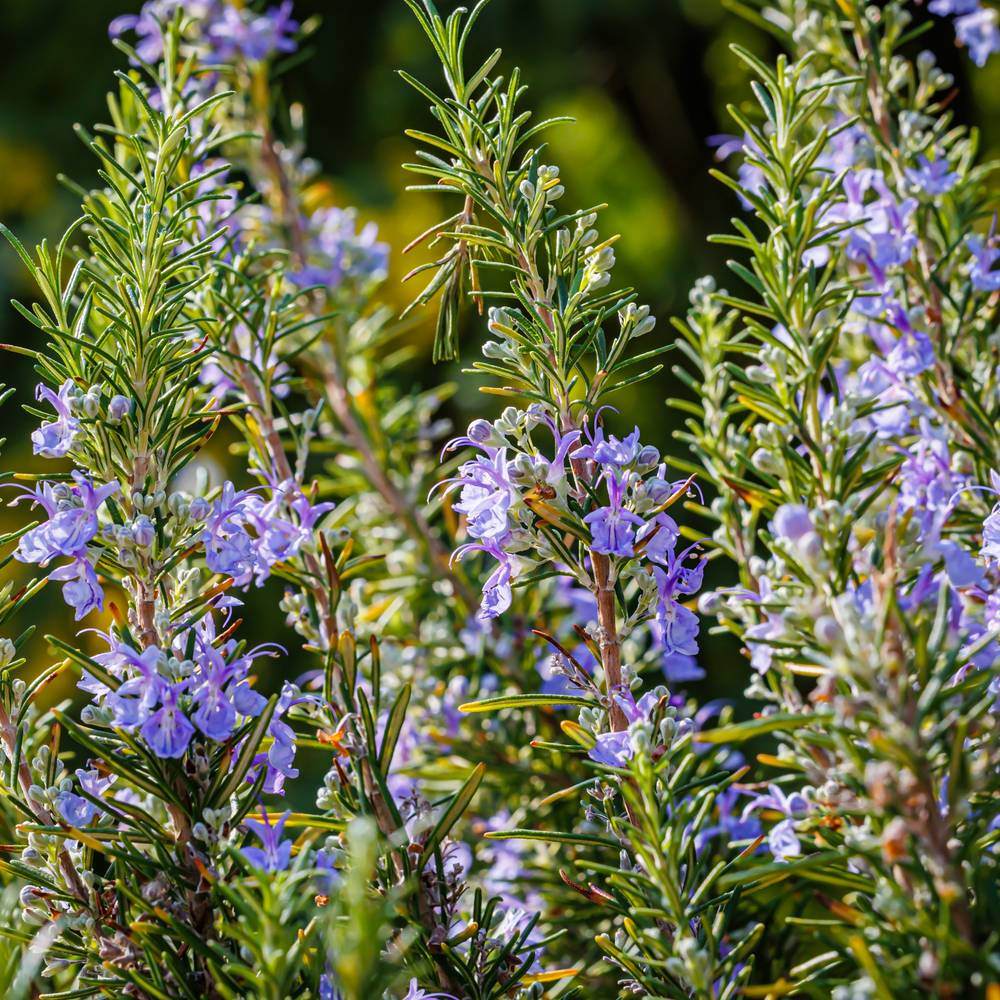 Greenhaus Gardening Rosemary Seeds Ornamental Culinary Herb for Home Gardens