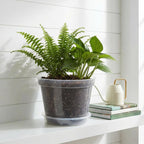 Greenhaus Gardening 8-Inch Clear Nursery Pots with Saucers Set of 12