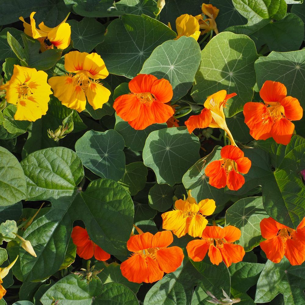 Greenhaus Gardening Nasturtium Seeds Trailing Vines for Trellis and Fence