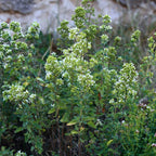 Greenhaus Gardening Oregano Seeds Aromatic Perennial Herb for Home Gardens