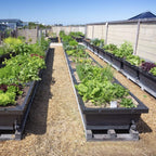 Greenhaus Gardening Advanced Self-Watering Raised Garden Planter