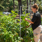 Greenhaus Gardening Modular Wall Trellis System for Raised Garden Beds