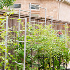Greenhaus Gardening Metal Garden Trellis for Raised Beds, Outdoor Plant Support