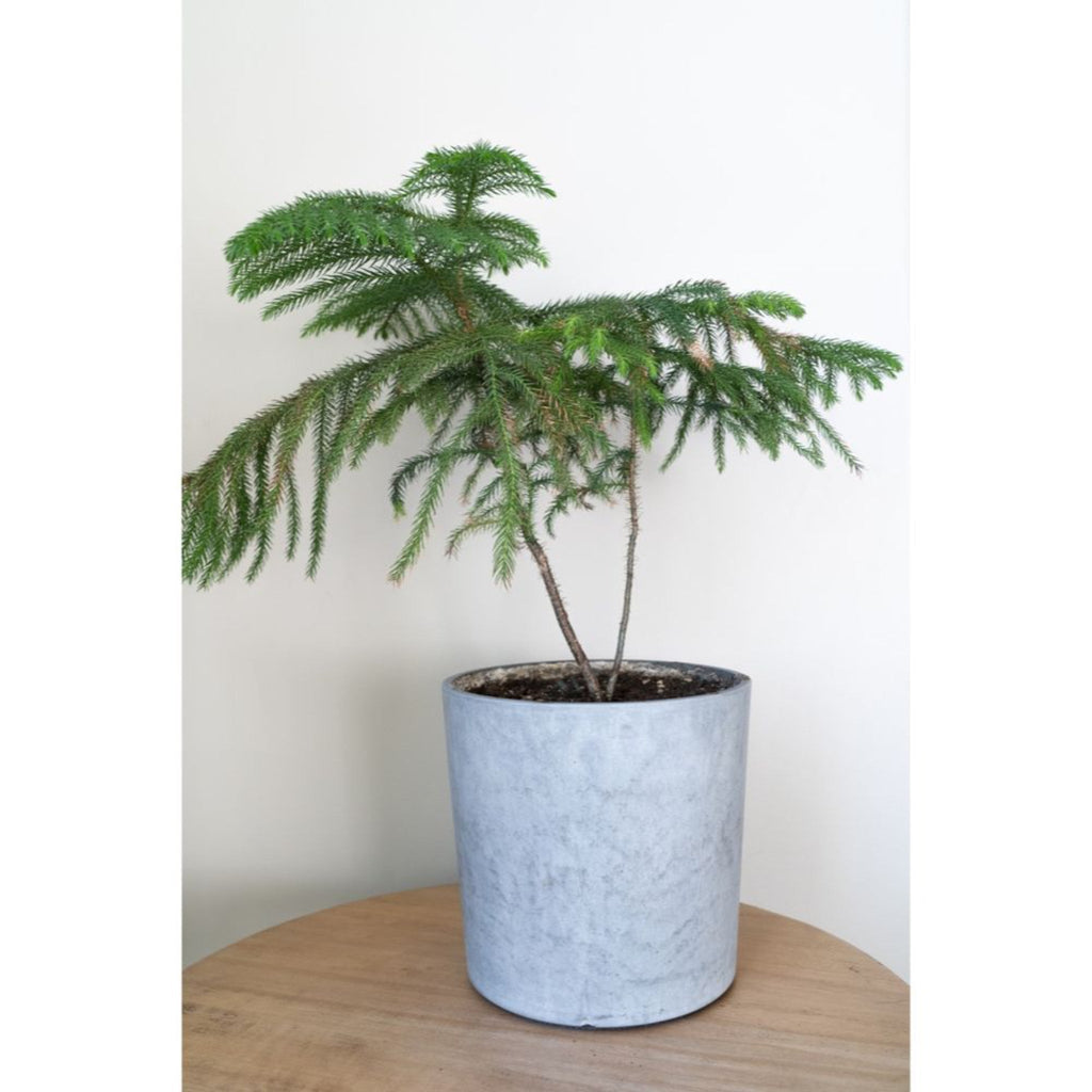 Greenhaus Gardening Norfolk Island Pine Indoor Evergreen Tree