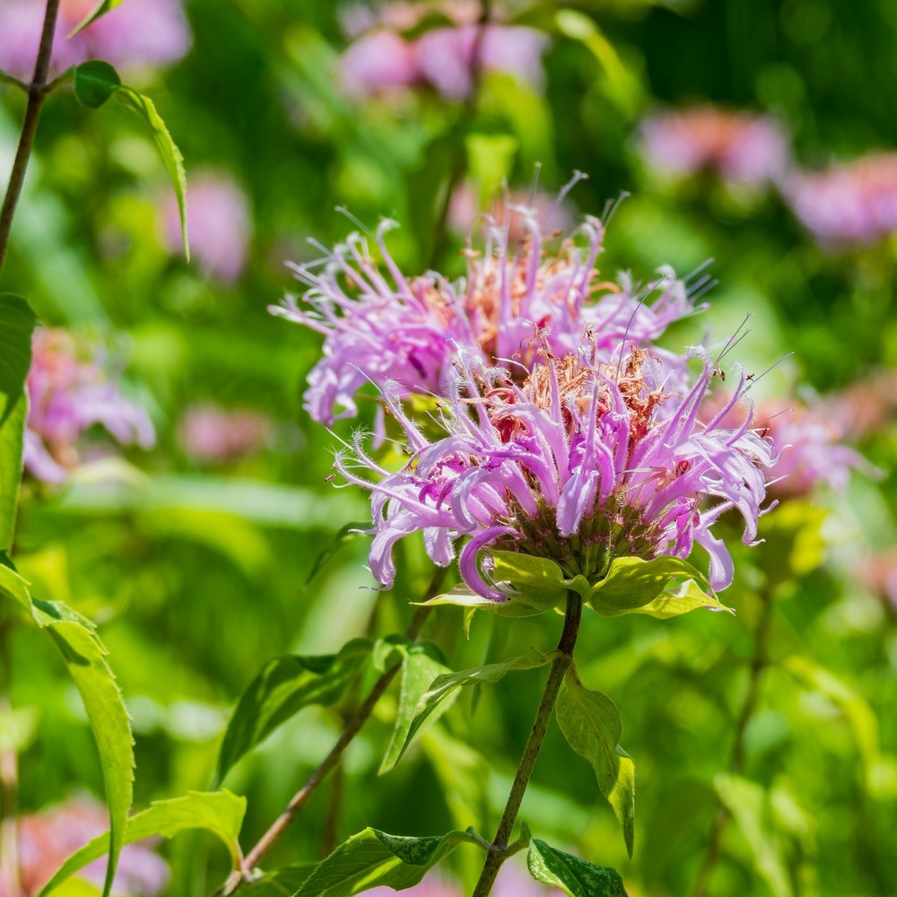 Greenhaus Gardening Wild Bergamot Seeds Mildew-Resistant Monarda for Home Gardens